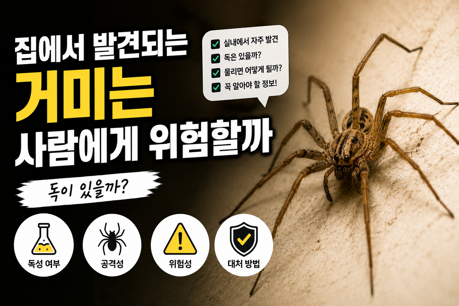 집에서 발견되는 거미는 사람에게 위험할까