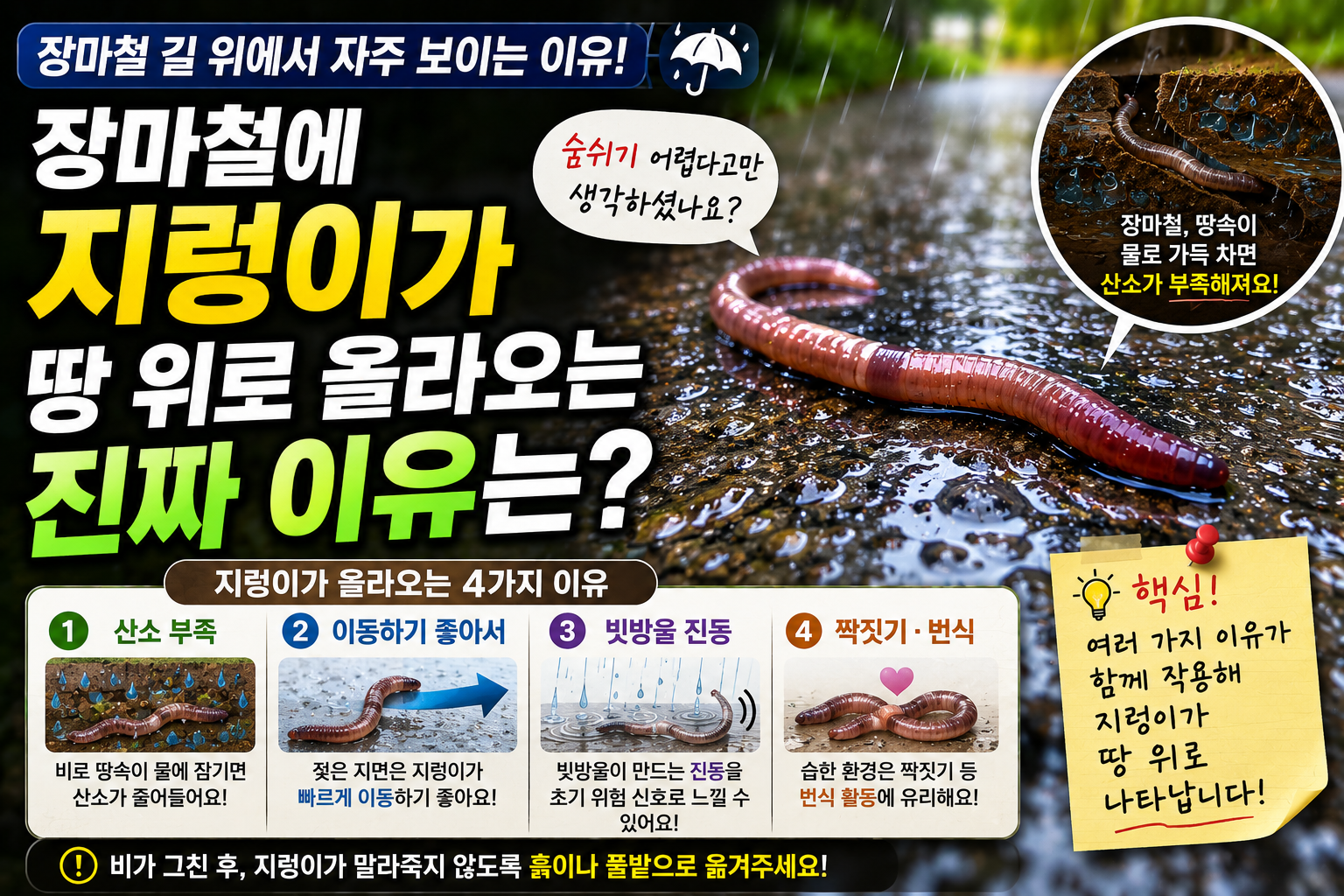 장마철에 지렁이가 땅 위로 올라오는 진짜 이유는
