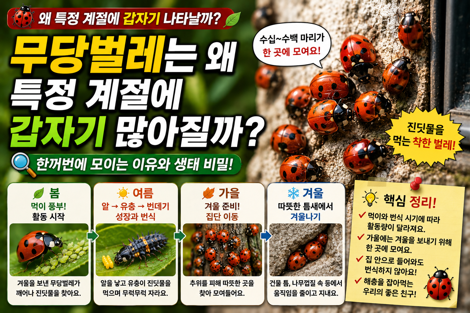 무당벌레는 왜 특정 계절에 갑자기 많아질까